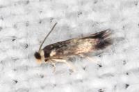 Stigmella ruficapitella