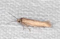 Scythris terrenella