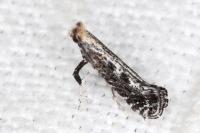 Parornix anglicella