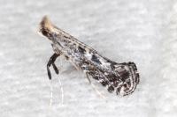 Parornix anglicella
