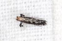 Parornix anglicella