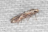 Blastodacna hellerella
