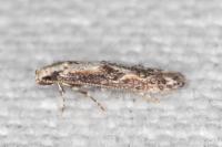 Blastodacna hellerella