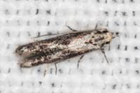 Blastodacna hellerella