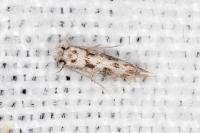 Infurcitinea albicomella
