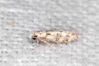 Infurcitinea albicomella