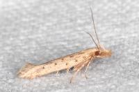 Pyncostola bohemiella