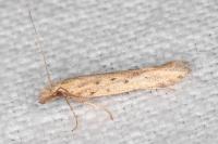 Pyncostola bohemiella