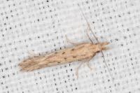 Pyncostola bohemiella