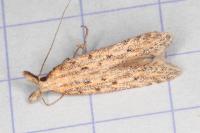 Pyncostola bohemiella