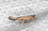 Coccidiphila ledereriella