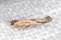 Coccidiphila ledereriella