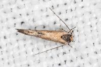 Coccidiphila ledereriella