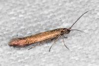 Coleophora alcyonipennella
