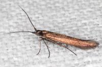 Coleophora alcyonipennella