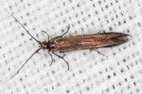Coleophora alcyonipennella