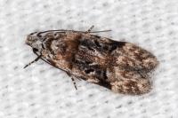 Altenia scriptella