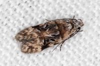 Altenia scriptella