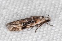 Altenia scriptella