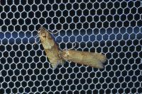 Tortricodes alternella