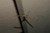 Emmelina monodactyla