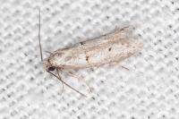 Symmocoides oxybiella