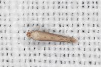 Bedellia somnulentella