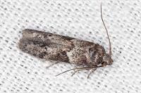 Blastobasis glandulella