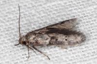 Blastobasis glandulella