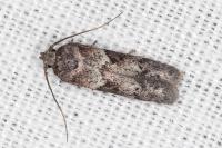 Blastobasis glandulella