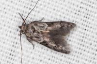 Blastobasis glandulella