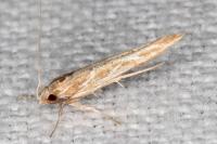 Pyroderces argyrogrammos