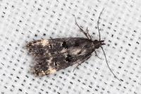 Dichomeris alacella