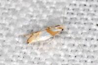 Phyllonorycter roboris