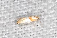 Phyllonorycter roboris