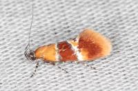 Epicallima bruandella