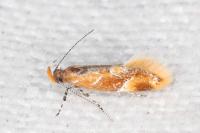 Epicallima formosella