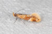 Epicallima formosella