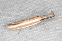 Pleurota aristella