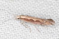 Plutella xylostella
