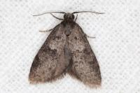 Penestoglossa dardoinella