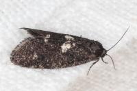 Penestoglossa gallica