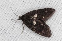 Penestoglossa gallica