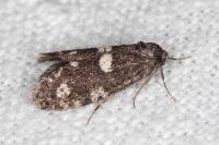Penestoglossa gallica