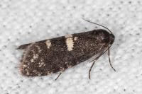 Penestoglossa gallica