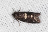 Penestoglossa gallica