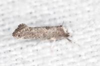 Paraswammerdamia albicapitella
