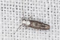 Paraswammerdamia albicapitella