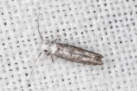 Paraswammerdamia albicapitella