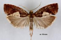 Epinotia brunnichana